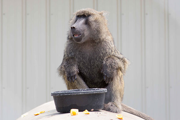 Meet the Baboons