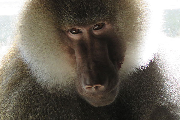 Contribute to Peaceable Primate Sanctuary