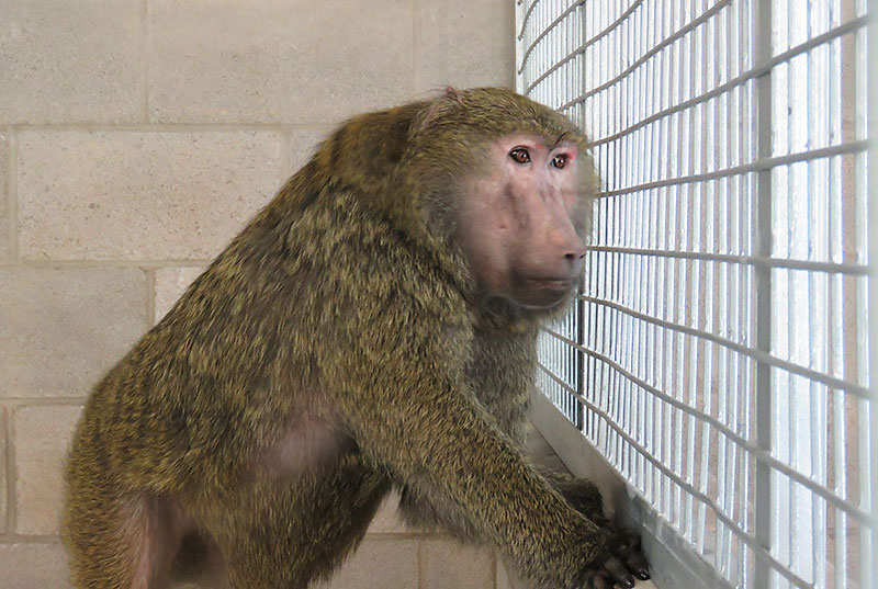 Baboon